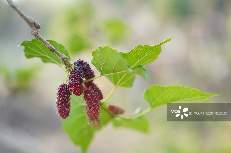 桑葚果在花园自然背景中绽放图片素材