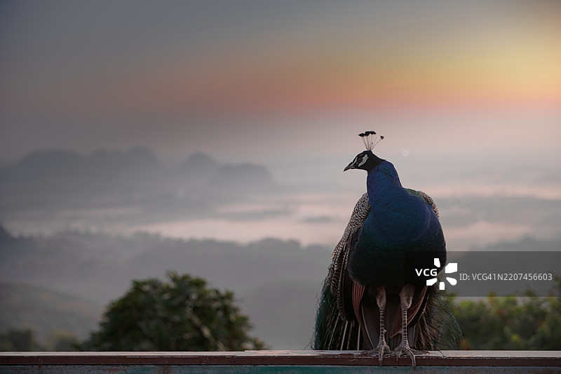 日出时分的山顶孔雀图片素材