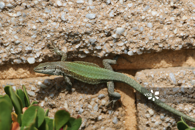 安达卢西亚壁蜥，Podarcis vaucheri，正在墙上晒太阳。图片素材