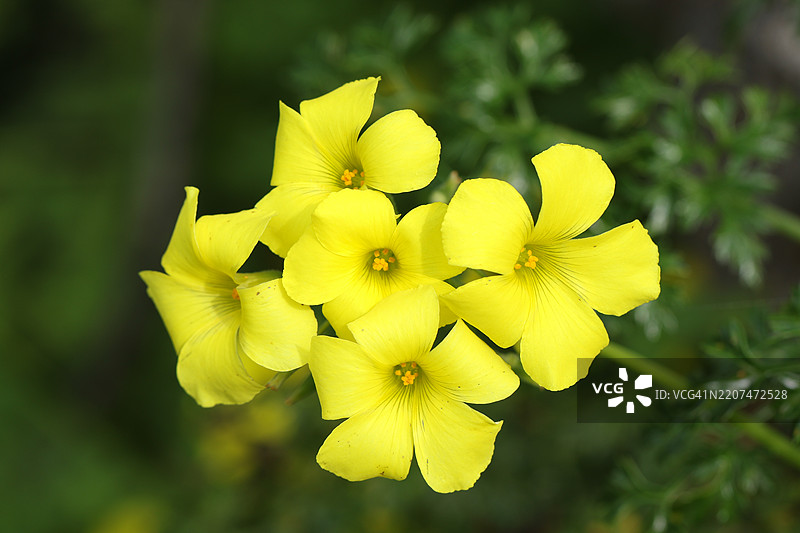 一种开花的非洲酢浆草或百慕大黄花，学名为Oxalis pes-caprae，生长在直布罗陀。图片素材