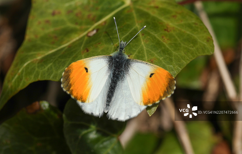 一只新出现的橙尖蝶（Anthocharis cardamines）栖息在叶子上。图片素材