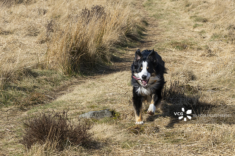 边境牧羊犬在荒原风景中奔跑图片素材