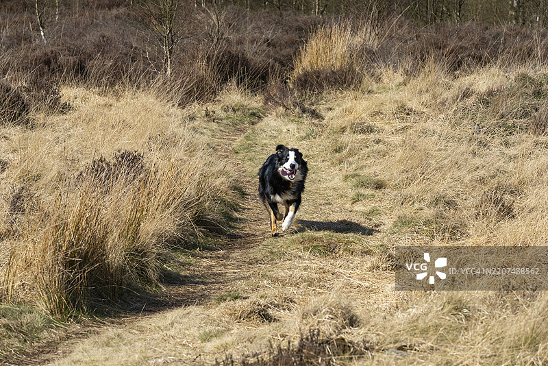 边境牧羊犬在荒原风景中奔跑图片素材