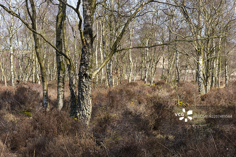 德比郡英格兰峰区国家公园的桦树林图片素材