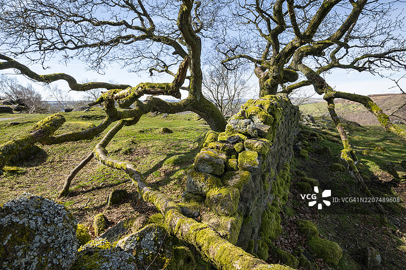 德比郡峰区国家公园中的古老橡树，充满个性图片素材