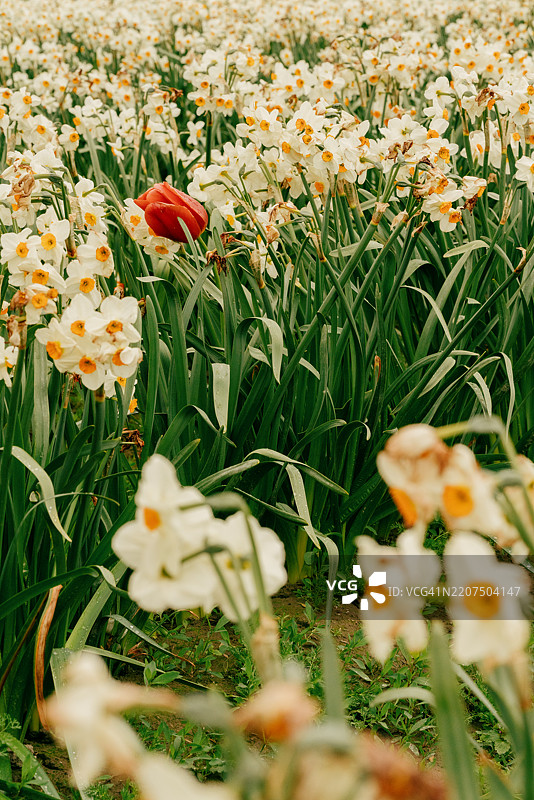一朵红色郁金香在水仙花田中绽放图片素材