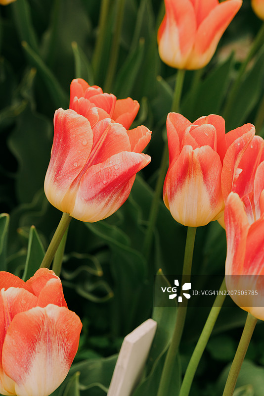 弗农山春季粉色郁金香花卉挂毯图片素材