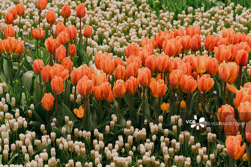 太平洋西北春季郁金香庆典图片素材