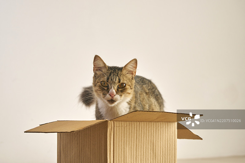 盒子里的胡须图片素材