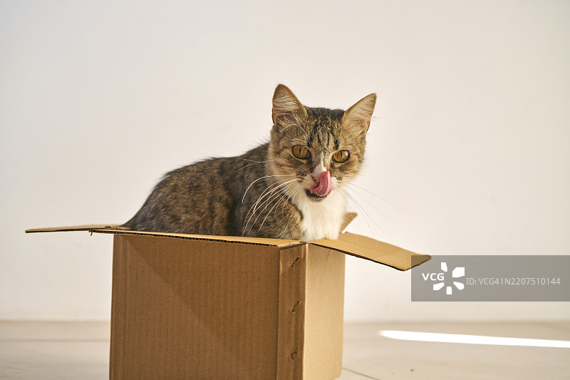 箱子检查员，猫咪值班图片素材