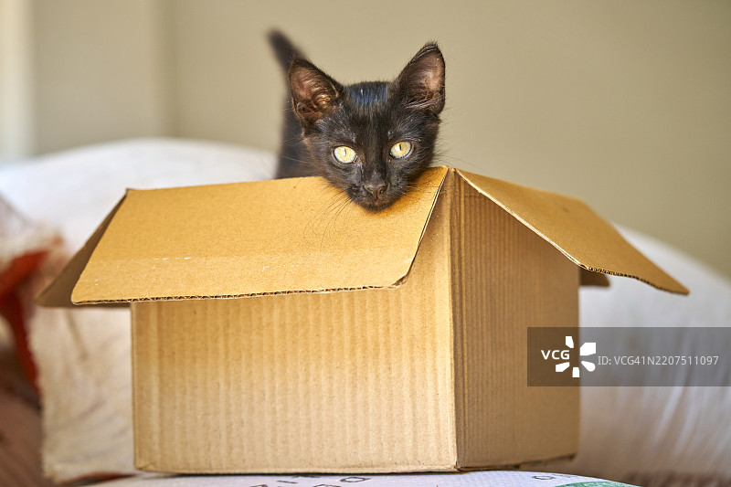 猫咪的运输箱冒险图片素材