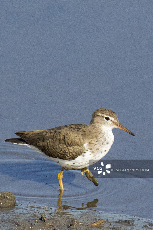 斑点沙鸥在浅水中漫步图片素材