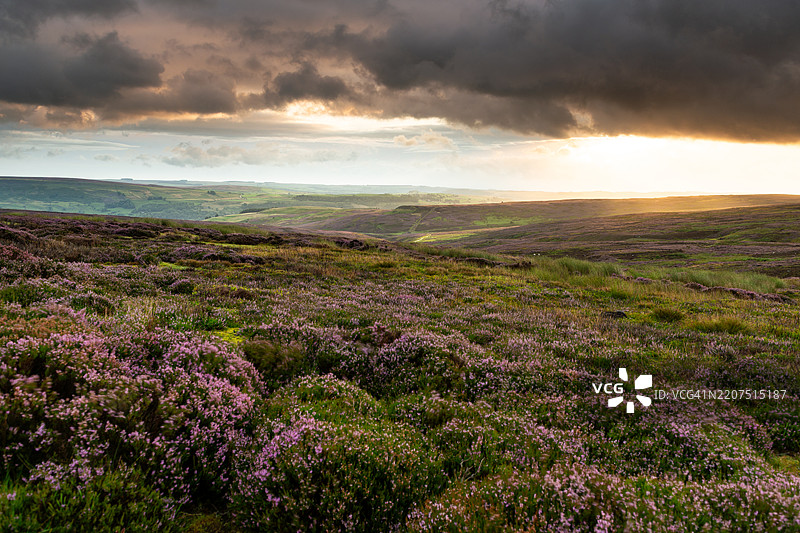 清晨阳光洒在石南沼泽上图片素材