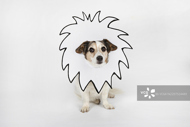 带有狮子鬃毛的杂种犬肖像，背景为白色图片素材