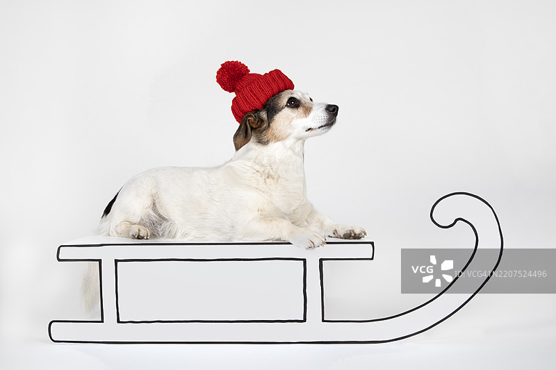 穿着红色毛线帽的杂种犬躺在拉雪橇上图片素材