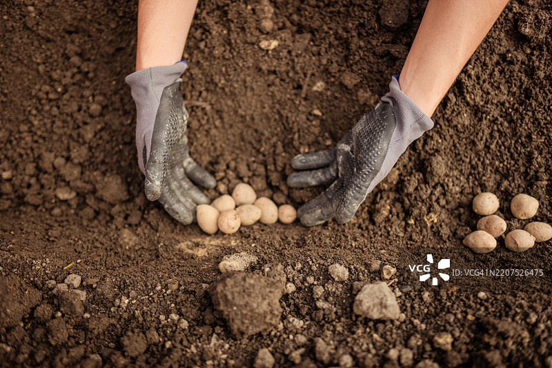 在园艺活动中，双手在肥沃的土壤中种植有机土豆图片素材