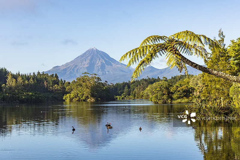 新西兰，黑天鹅（Cygnus atratus）在曼加马霍湖中游泳，背景是塔拉纳基山。图片素材