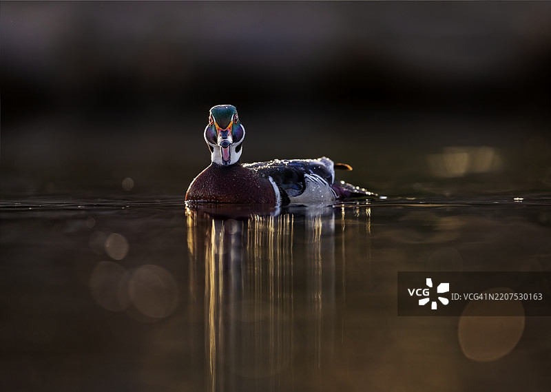 像鸭子一样快乐图片素材