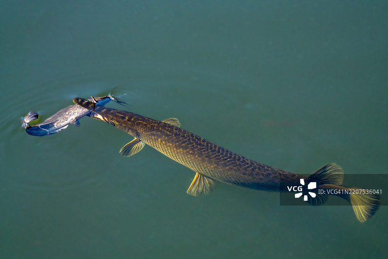 嘴里叼着鱼的鳄雀鳝图片素材