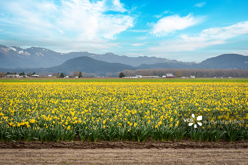 这些水仙花田位于华盛顿州斯卡吉特谷的拉康纳附近，距离西雅图仅一个多小时的车程，非常适合一日游。图片素材