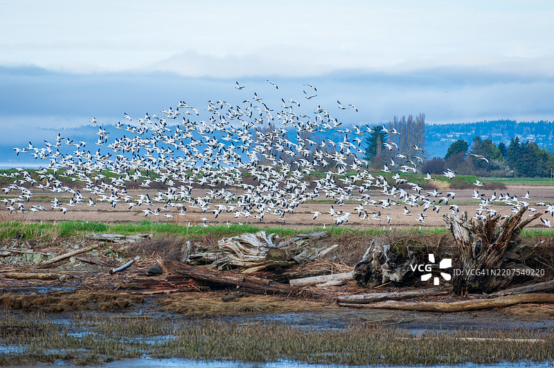 雪雁每年成千上万地从西伯利亚和阿拉斯加的繁殖地迁徙到斯卡吉特谷。图片素材