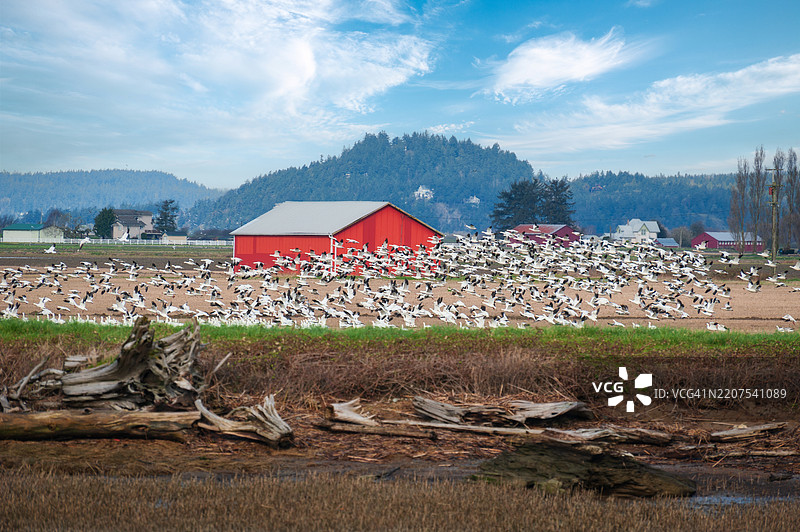 雪雁每年成千上万地从西伯利亚和阿拉斯加的繁殖地迁徙到斯卡吉特谷。图片素材