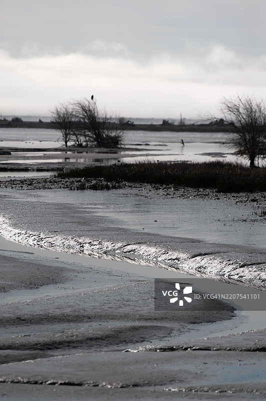 Fir Island Farm Reserve是一个游戏保护区，拥有超过200英亩的恢复潮间带湿地和管理农业用地，位于斯卡吉特县西南部。图片素材