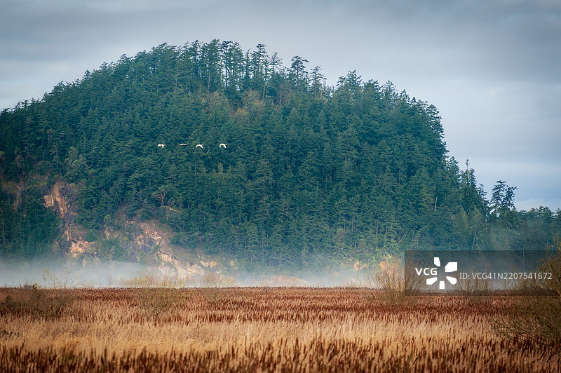 号角天鹅开始它们漫长的春季迁徙，起点是华盛顿州的斯卡吉特谷，目的地是阿拉斯加和加拿大。图片素材
