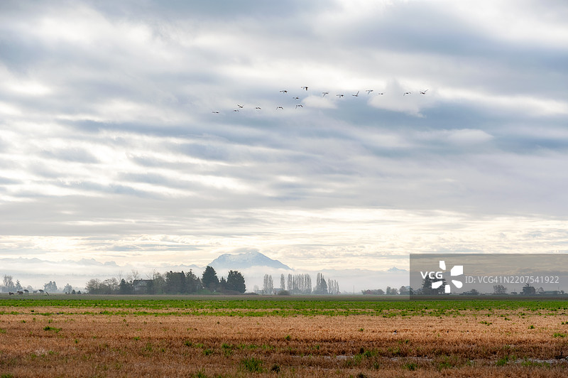 号角天鹅在春季迁徙途中飞往阿拉斯加和加拿大。图片素材