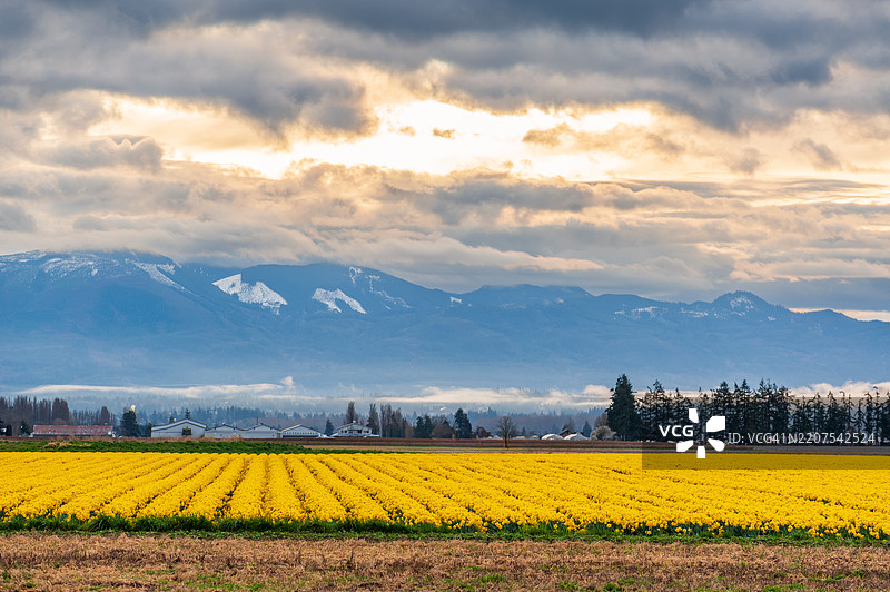 这些水仙花田位于华盛顿州斯卡吉特谷的拉康纳附近，距离西雅图仅一个多小时的车程，非常适合一日游。图片素材