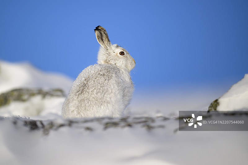 苏格兰格伦希的雪地中的山兔图片素材