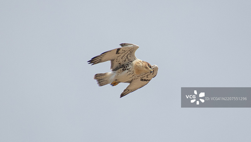 红尾鹰在飞行中图片素材
