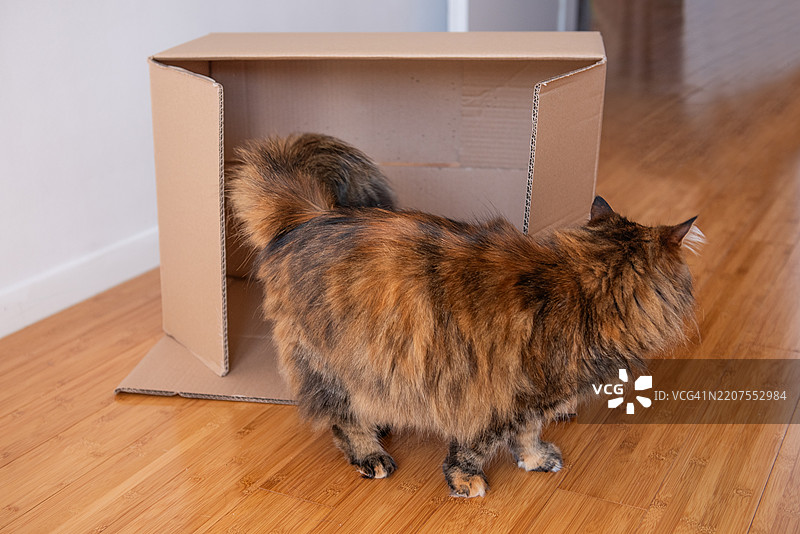 好奇的猫咪在木地板上的纸箱里探险图片素材