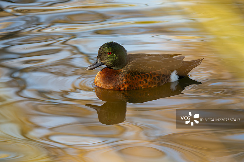 栗嘴鸭 - 鸭子图片素材