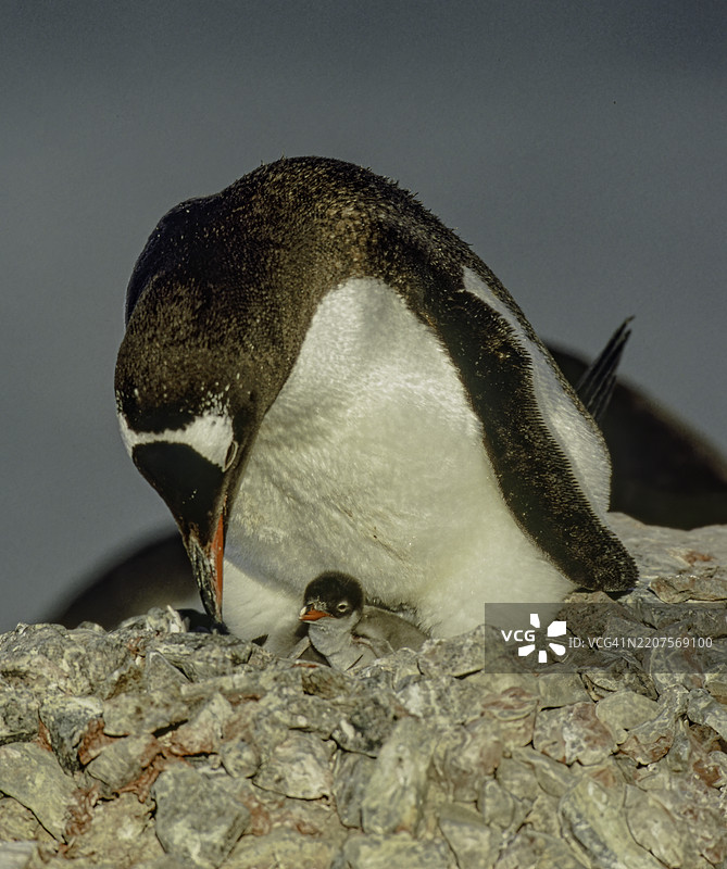 南极的库弗维尔岛，温哥华企鹅（Pygoscelis papua），一种与阿德利企鹅和带帽企鹅最为接近的企鹅种类。成年企鹅与一只非常小的幼崽。图片素材