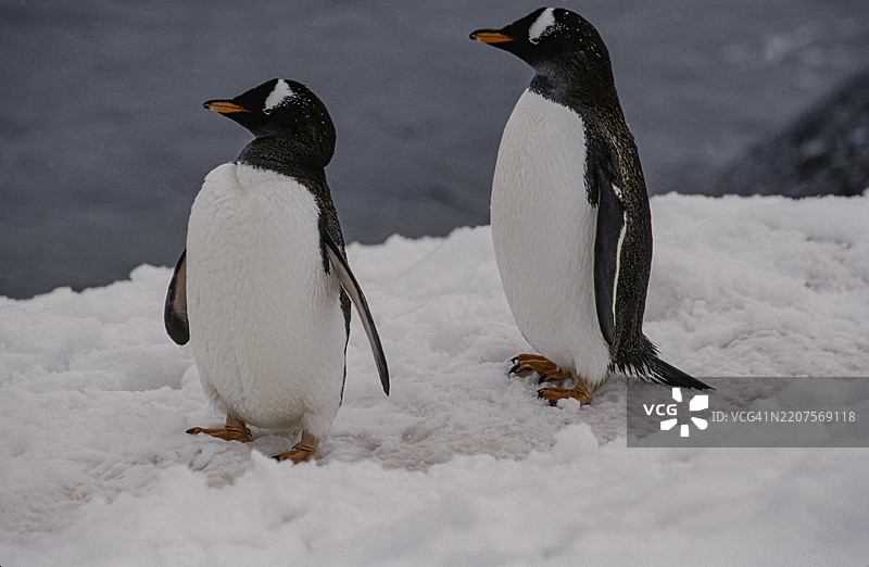 南极的库弗维尔岛，成年金图企鹅（Pygoscelis papua），属于Pygoscelis属，与阿德利企鹅和带帽企鹅最为接近。图片素材