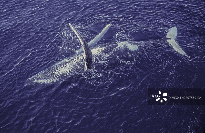 座头鲸（Megaptera novaeangliae）是一种须鲸。它属于须鲸科（Balaenopteridae），是Megaptera属中唯一的物种。位于南极的库维尔岛附近，格尔拉赫海峡。正在游泳。图片素材