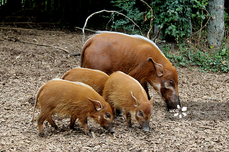 红河猪图片素材