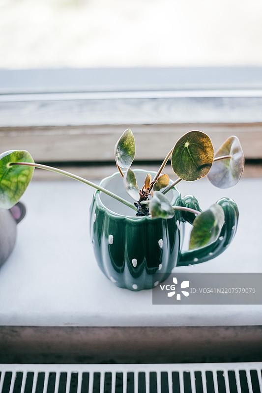 卧室窗台上的阳光照射下的盆栽室内植物图片素材