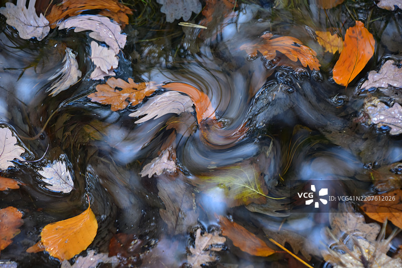 水中扭曲的叶子抽象图图片素材
