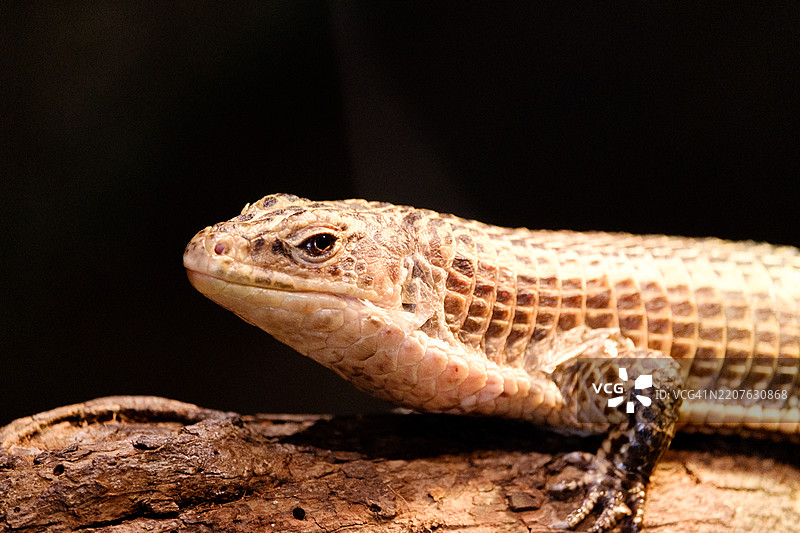 大蜥蜴在树枝上休息图片素材