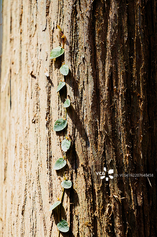 植物在阳光下攀爬树木图片素材