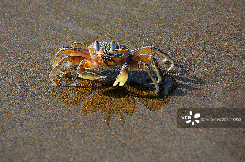 厄瓜多尔普埃托·洛佩斯的蟹滩图片素材