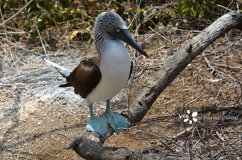 厄瓜多尔的蓝腿鲣鸟图片素材