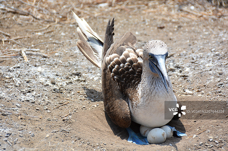 厄瓜多尔的蓝腿鸥（鸟类）图片素材