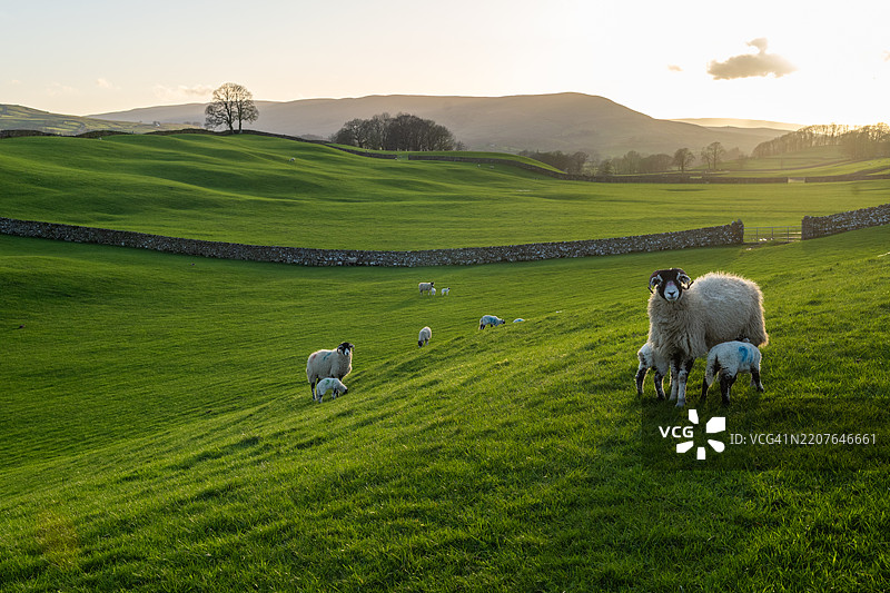 约克郡山谷的春季小羊在牧场上。图片素材