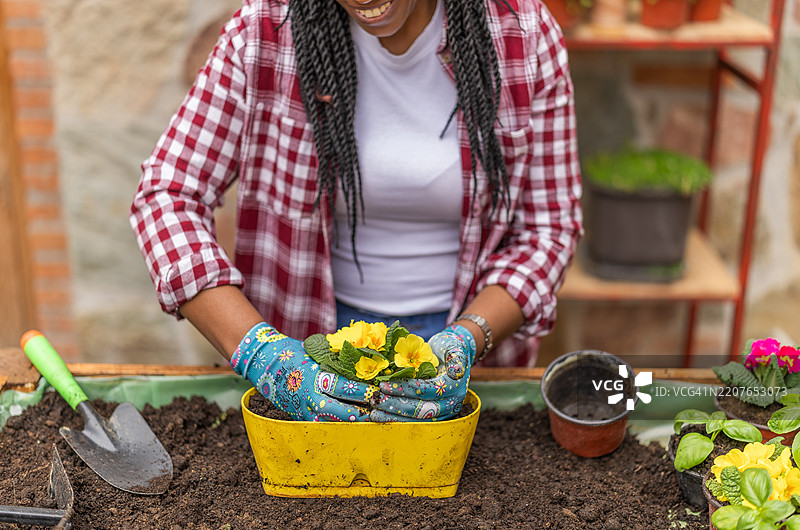 园丁手握鲜艳的花朵，正将其种植在准备好的土壤中。图片素材