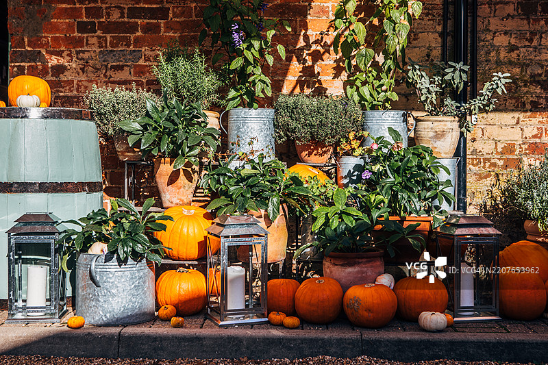 户外花园布置中的南瓜和盆栽植物。图片素材