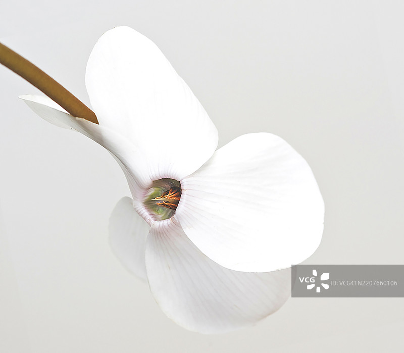 白色的仙客来花与白色背景。微距摄影图片素材