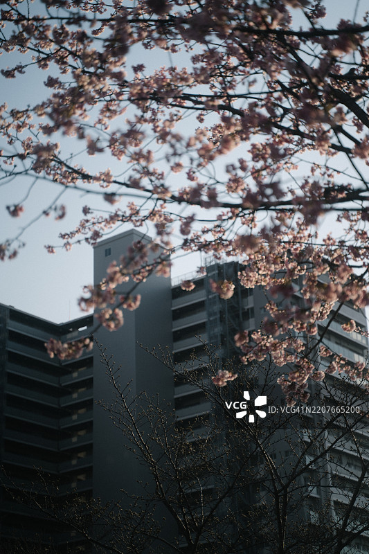 清澈美丽的天气和蓝天使日本东京春天的粉色樱花更加鲜艳。图片素材